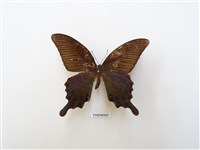 Papilio dialis tatsuta Collection Image, Figure 2, Total 4 Figures